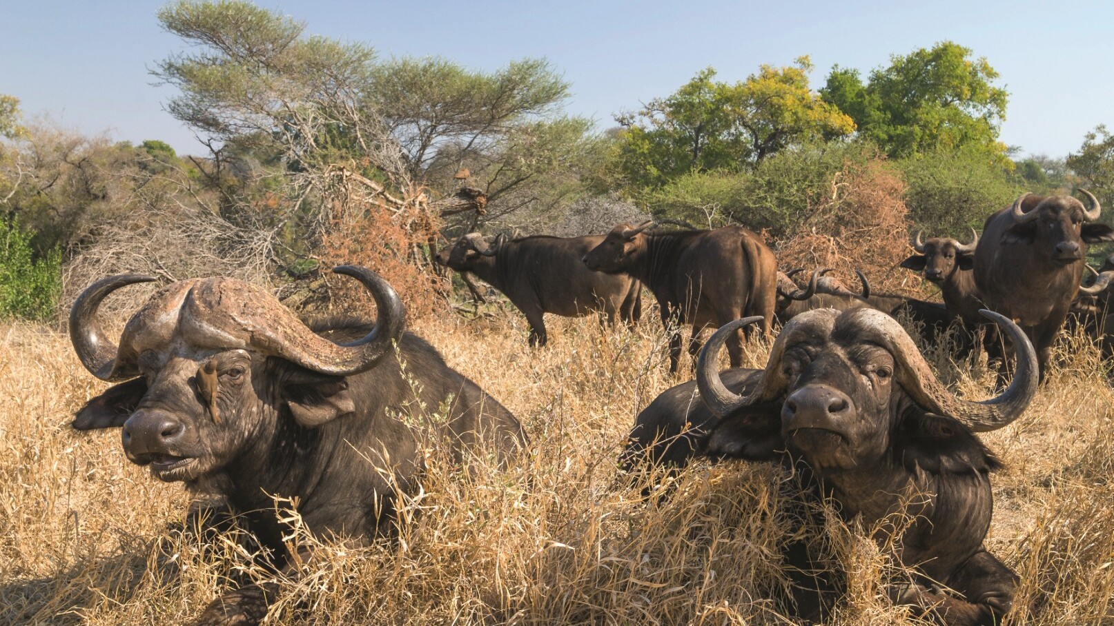 Kapbüffel im Krüger Nationalpark, Teil des Great Limpopo Transfrontier Park   — Foto: Dirk Bleyer / Kneissl Touristik