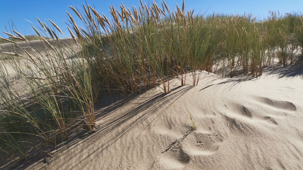 Kurische Nehrung — Foto: Elo Resch-Pilcik