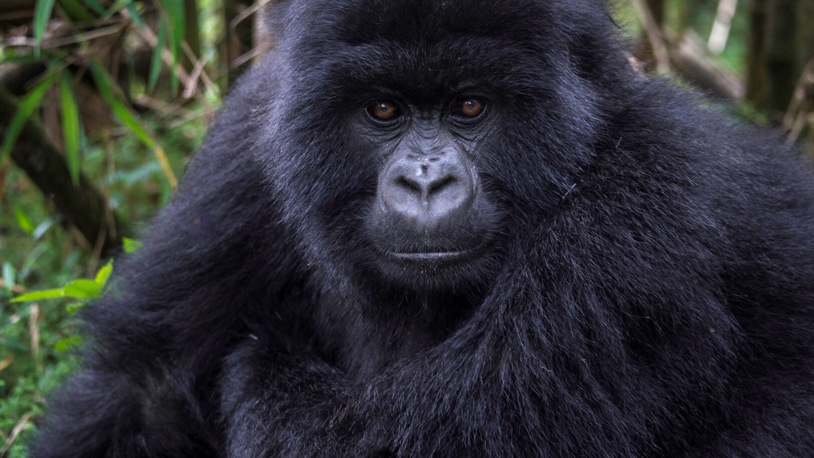 Gorilla in Ruanda   — Foto: Wilderness
