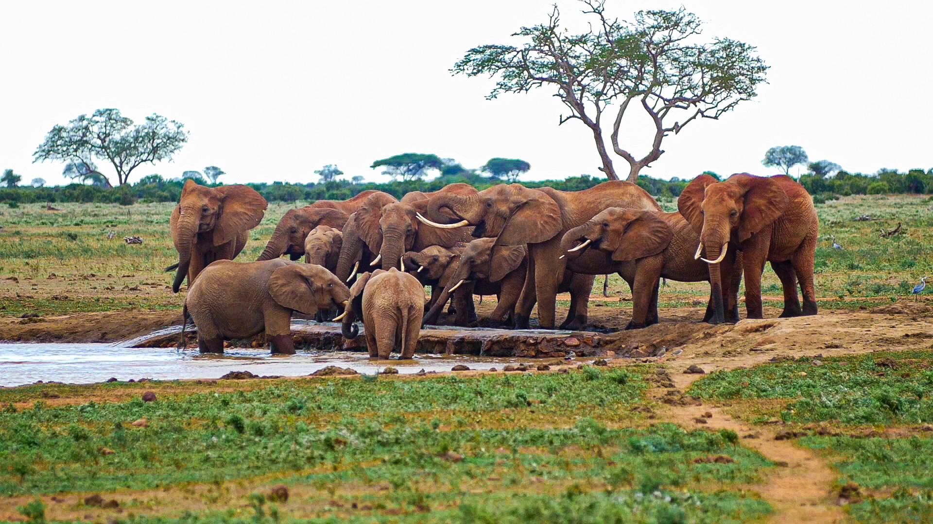 Elefanten am Wasserloch  — Foto: Kenya Tourism Board 
