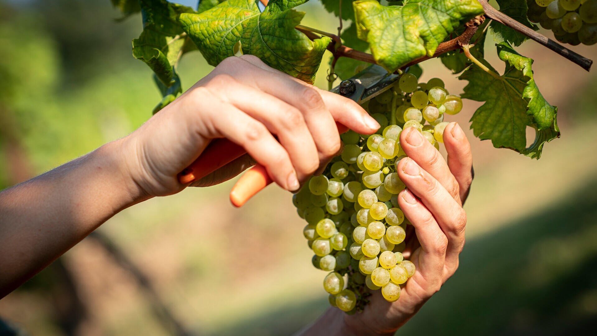 Weinlese in Friaul-Julisch Venetien — Foto: Fabrice Gallina