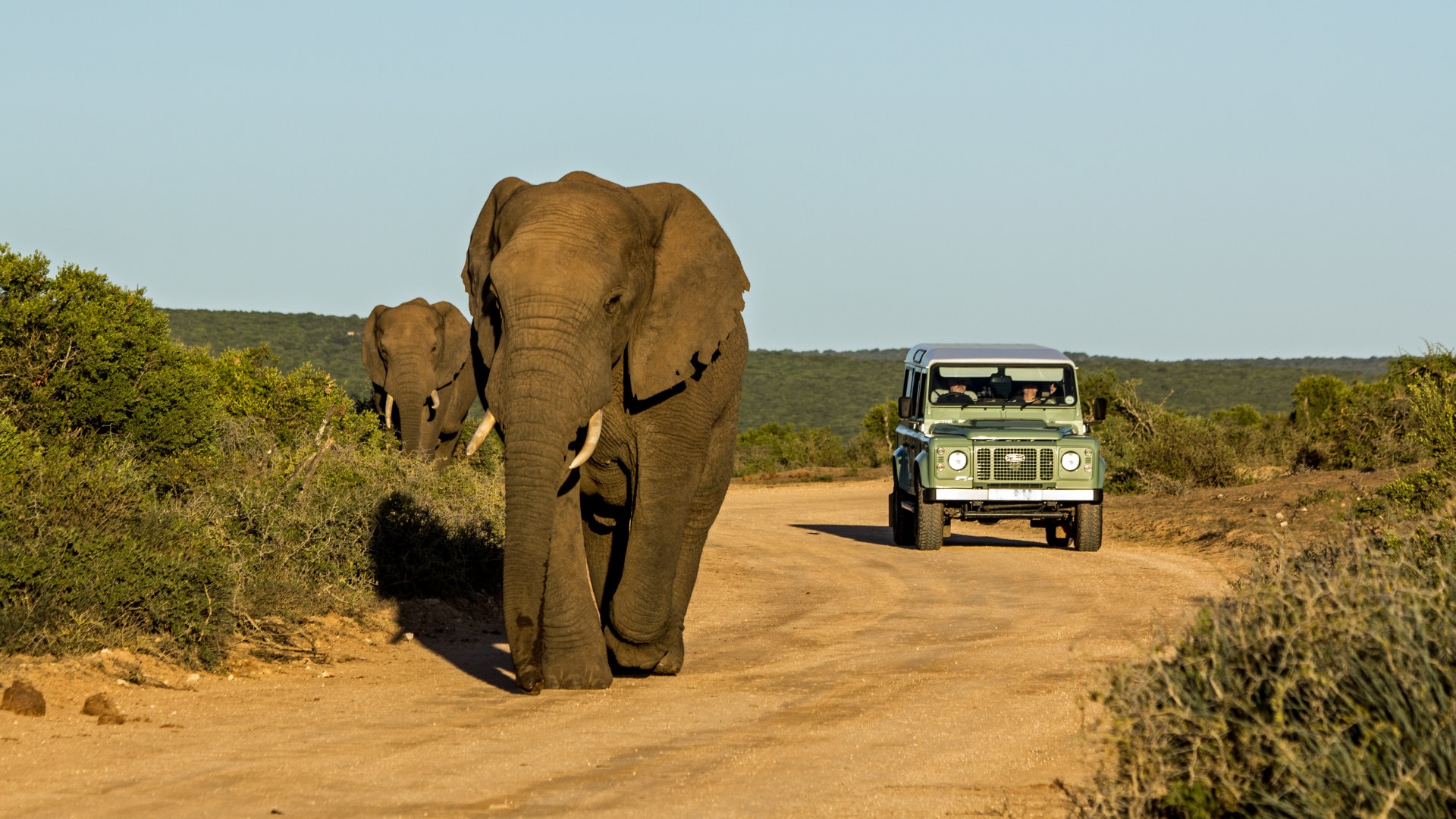Addo Nationalpark in Südafrika — Foto: Carcharadon / shutterstock.com