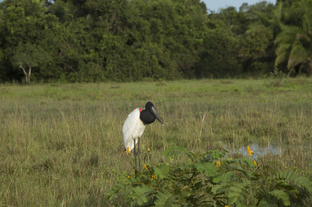 Tuiuiu, typischer Vogel für Pantanal — Foto: Flavio Andre / MTur  