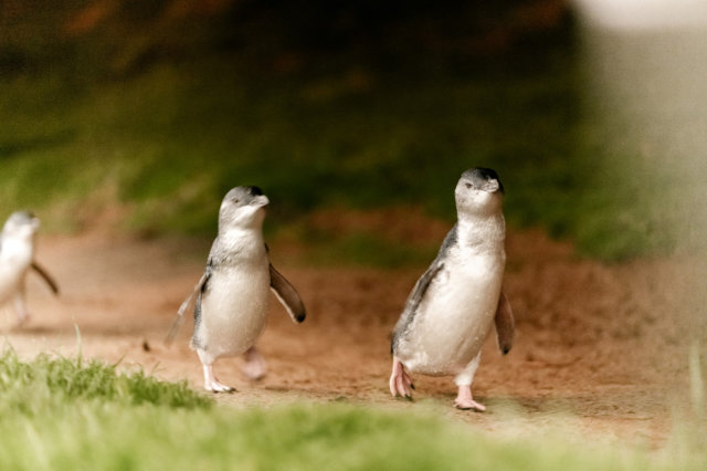 Pinguin Parade — Foto: Visit Victoria 