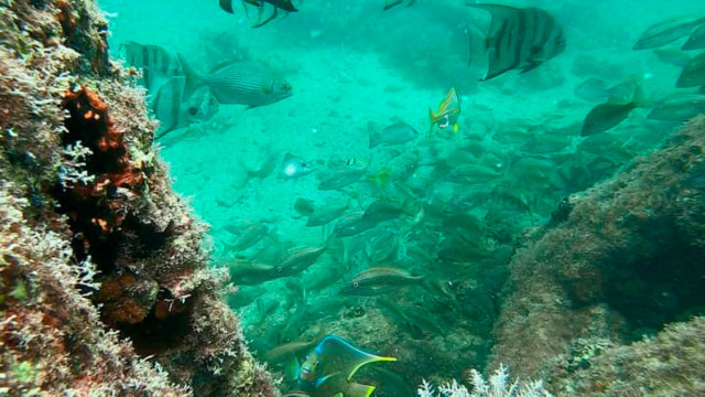 Unterwasserwelt — Foto: Yucatan Tourism 