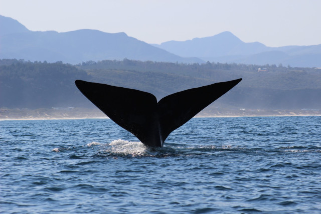 Whalewatching in Plettenberg Bay — Foto: Brendon Morris