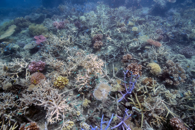 Green Island Reef Restoration, MARRS Stars — Foto: Quicksilver Group