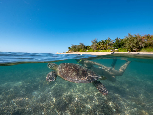 Schildkröten vor Green Island — Foto: TTNQ