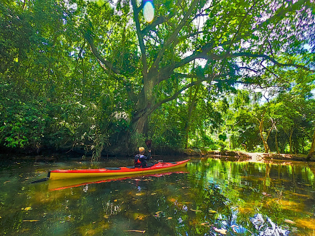 Im Seekajak durch Mangrovenwälder an Brasiliens Küste — Foto: Club Aktiv / Lars Karkosz