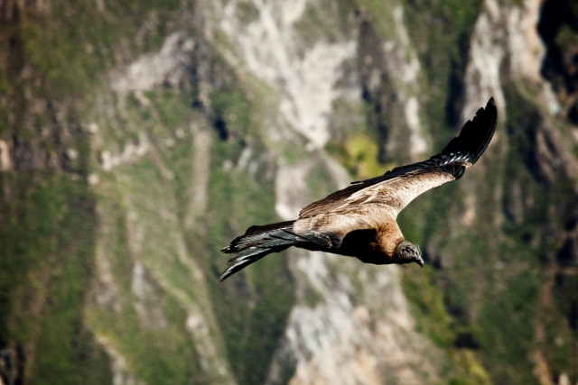 Der Andenkondor — Foto: Promperú