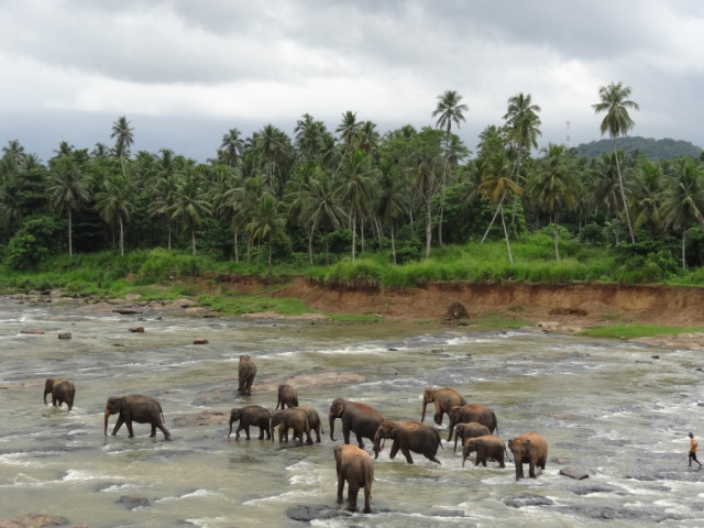 Elefanten in Sri Lanka — Foto: Dieter Putz