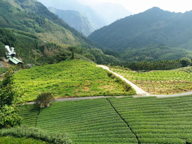 Taiwan produziert rund 14.000 Tonnen Tee pro Jahr — Foto: Elo Resch-Pilcik
