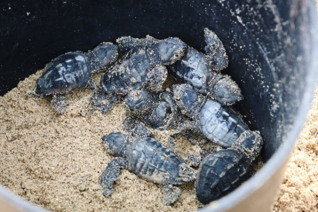 Kleine Schildkröten — Foto: TUI / Florian Albert