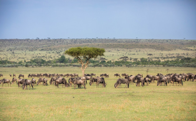Kenia, Masai Mara — Foto: Great Plains
