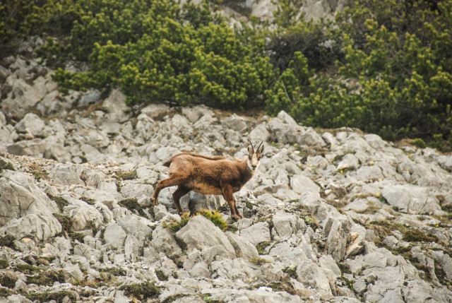 Tier-Beobachtung Karwendel, Gämse nahe Hüttenspitze — Foto: Tirol Werbung / Jannis Braun 