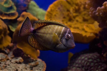 Farbenprächtige Unterwasserwelt — Foto: Dafna Tal / IGTO