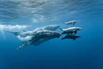 Wale — Foto: IRT / Eric Lamblin