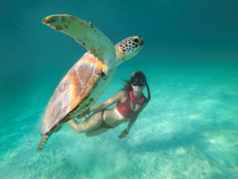 Barbados Sea Turtle Project — Foto: BTMI