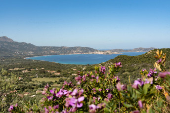 Blühende Macchia auf Korsika — Foto: Rhomberg Reisen 