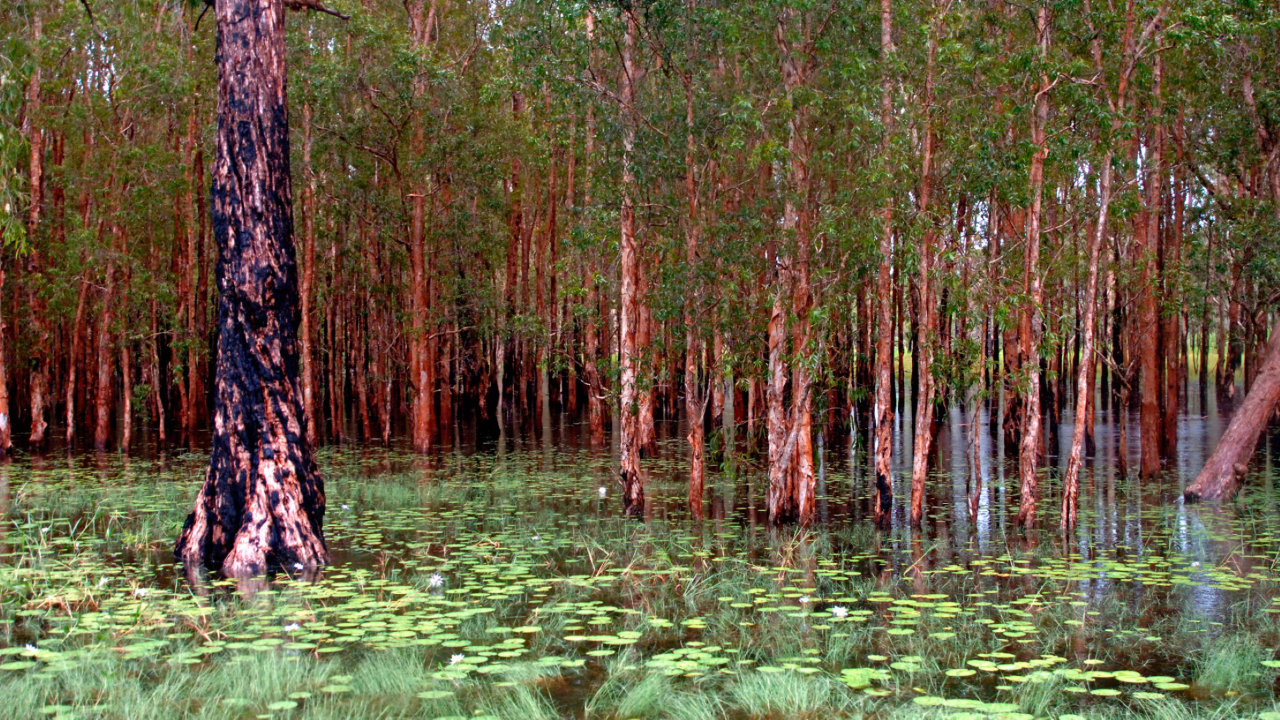 Kakadu National Park, Paper Bark Forest — Foto: Tourism NT / Parks_Australia
