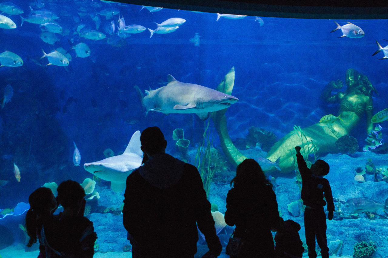 Melbourne Aquarium — Foto: Visit Victoria 