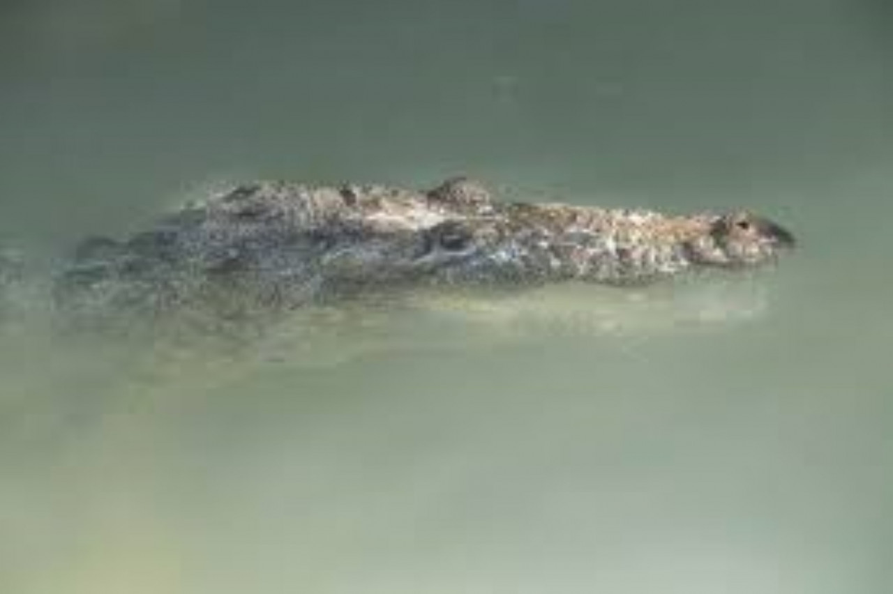 Krokodil — Foto: Yucatan Tourism 