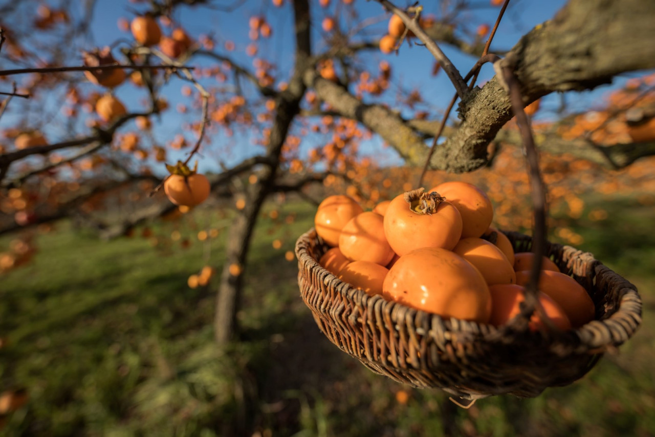 Leuchtend orange: Kaki — Foto: Jaka Ivancic