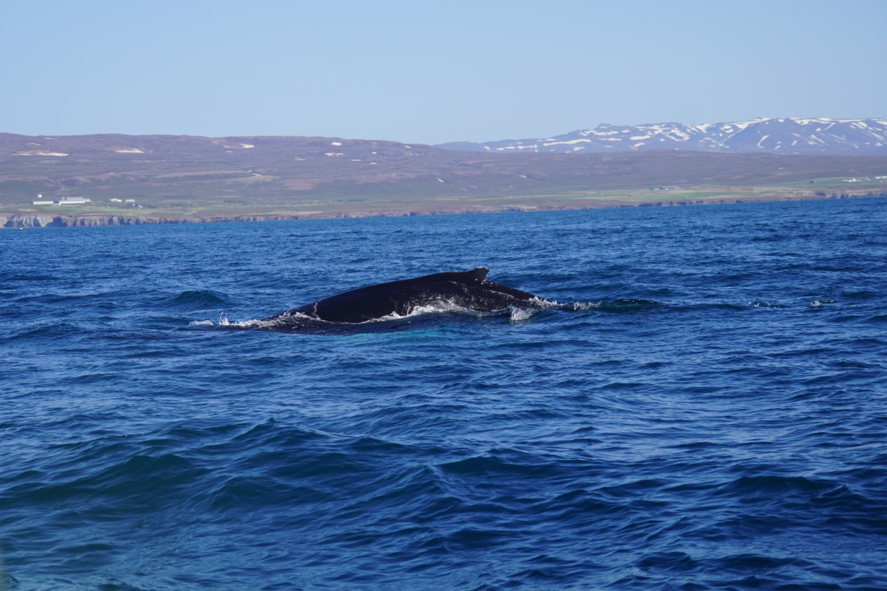 Nicht einfach zu fotografieren, aber: ein Wal vor Husavik in Island — Foto: Christiane Reitshammer, www.textkitchen.at