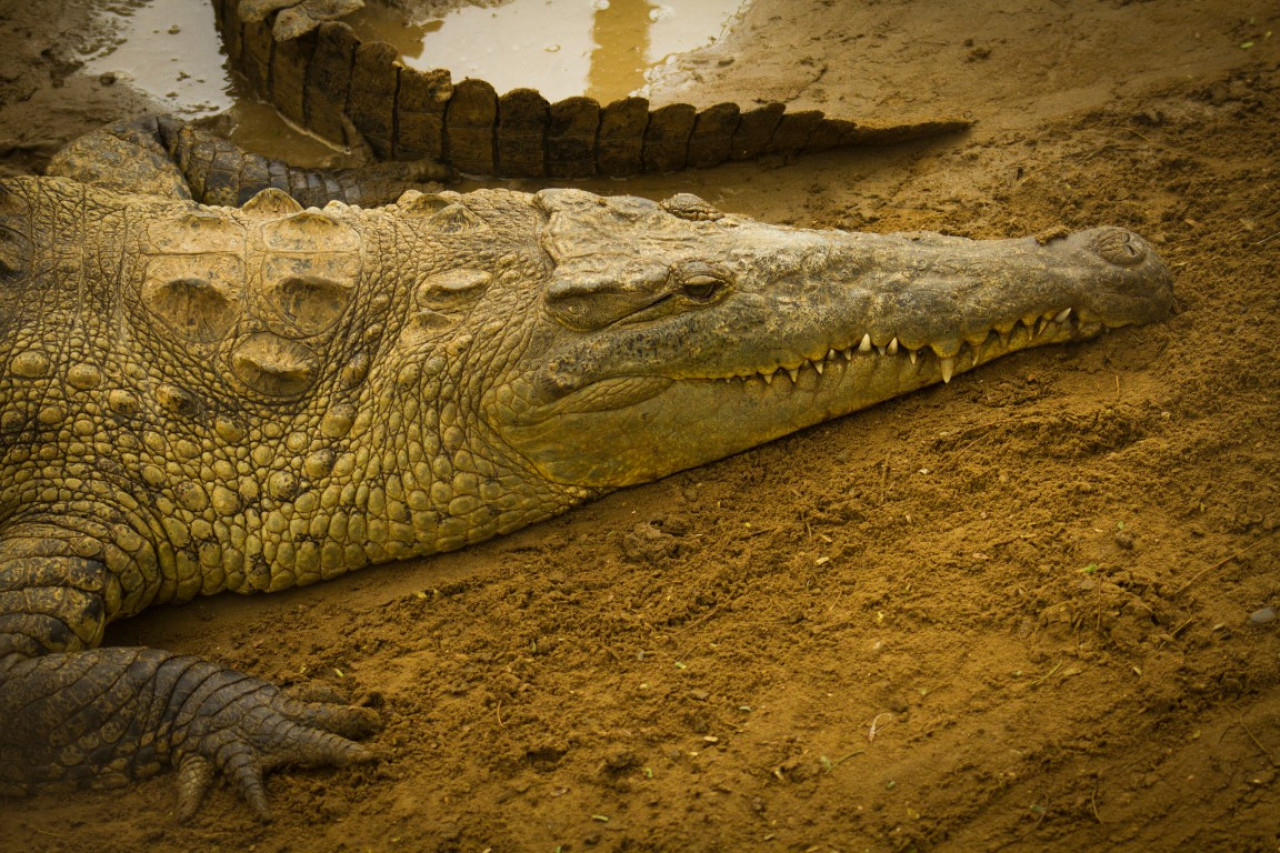 Das Tumbes-Krokodil — Foto: Promperú