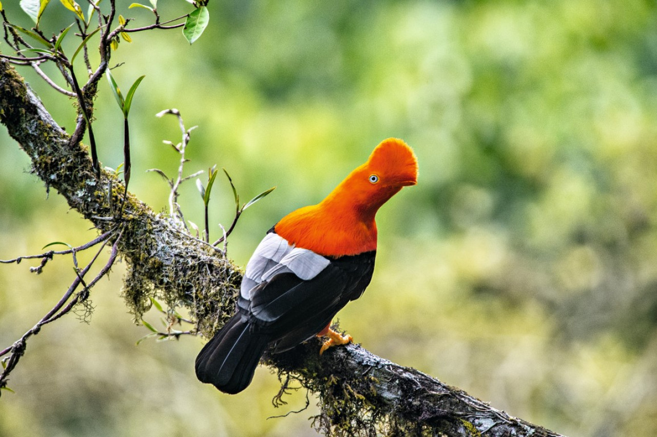 Der Andenfelsenhahn – Nationalvogel von Peru — Foto: Promperú