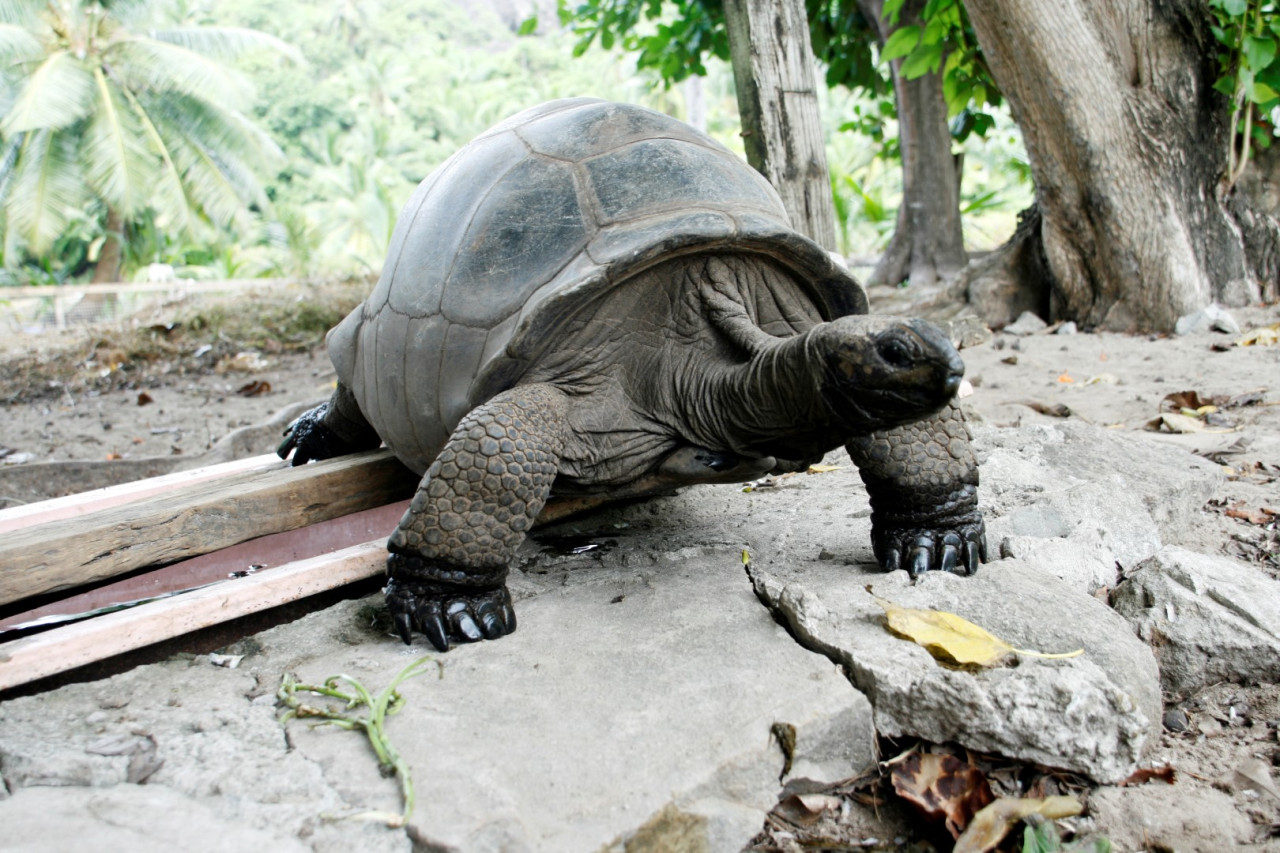 Riesenschildkröte — Foto: SeyVillas.com 