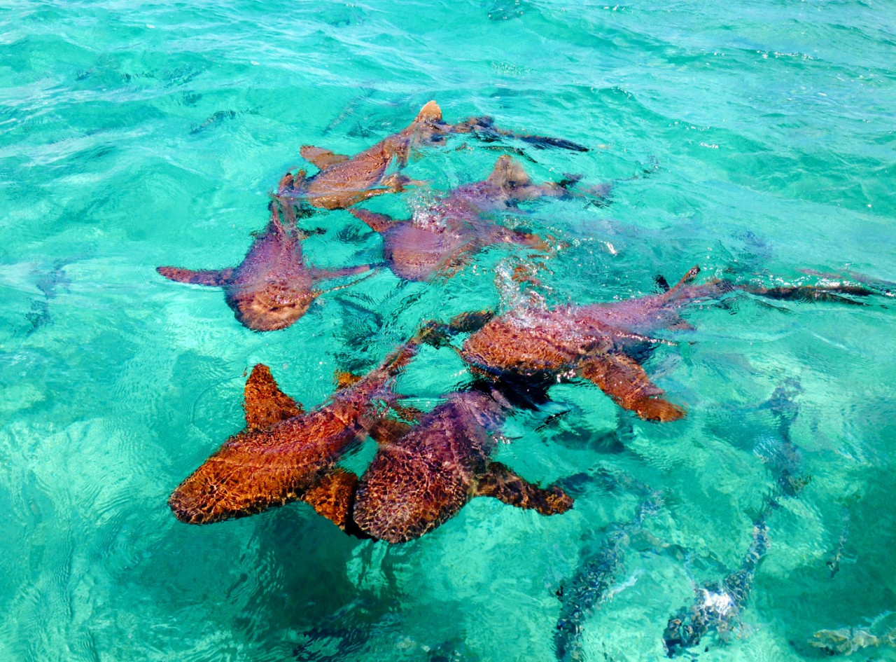 Shark Ray Alley — Foto: Belize Tourism Board