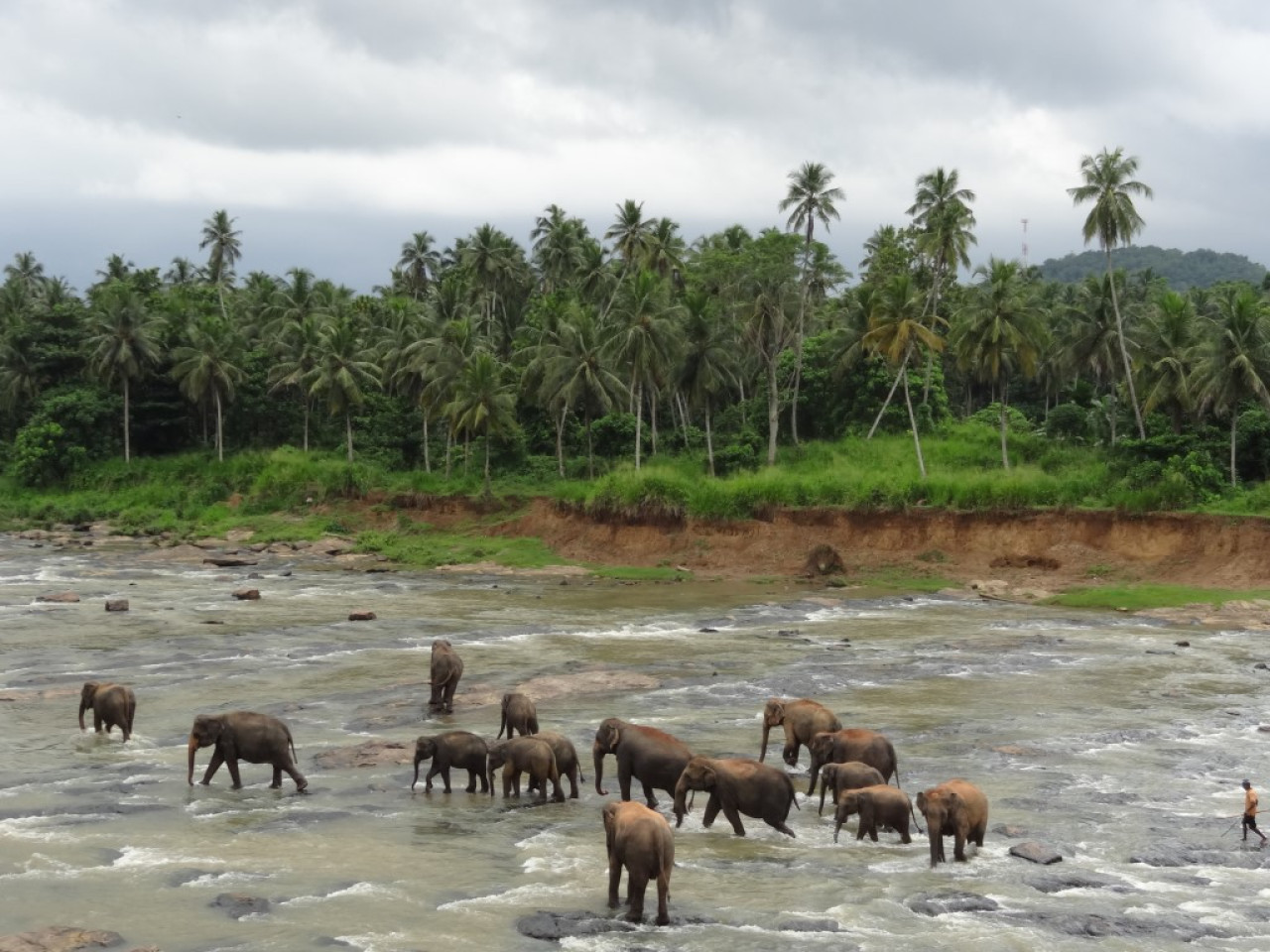Elefanten in Sri Lanka — Foto: Dieter Putz