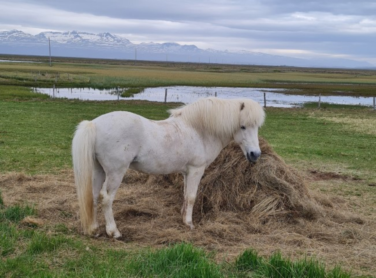 Einen Ausritt mit einem Islandpferd sollte unbedingt ins Programm. Und man muss kein Reitprofi sein — Foto: Christiane Reitshammer